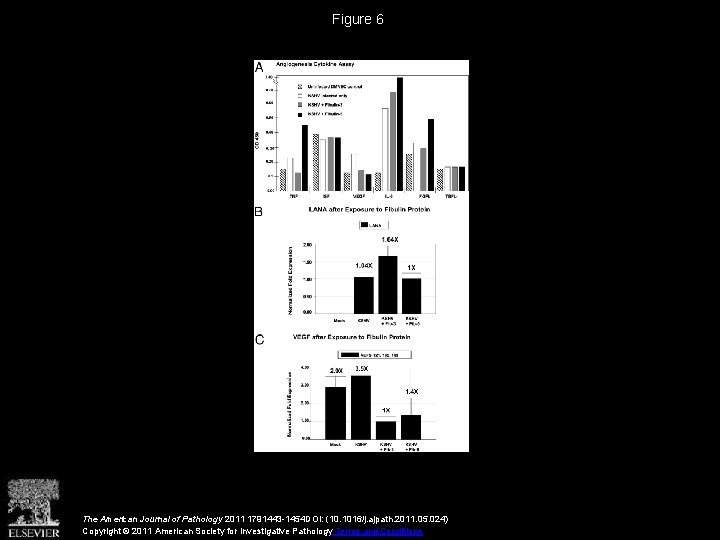 Figure 6 The American Journal of Pathology 2011 1791443 -1454 DOI: (10. 1016/j. ajpath.