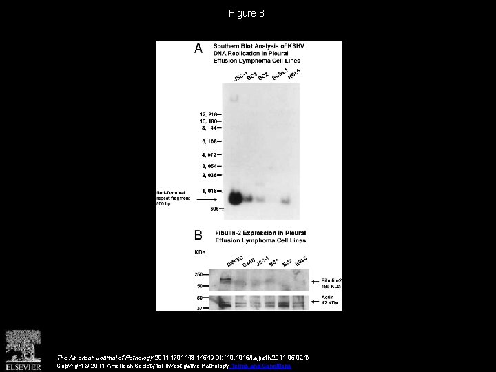 Figure 8 The American Journal of Pathology 2011 1791443 -1454 DOI: (10. 1016/j. ajpath.