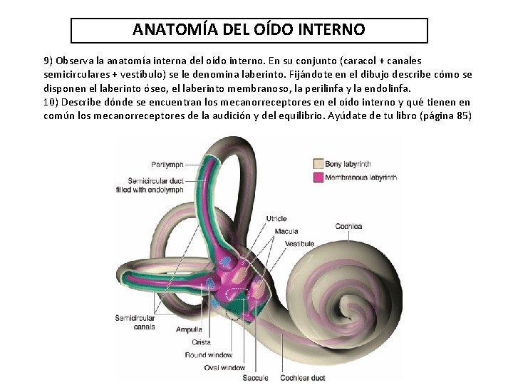 ANATOMÍA DEL OÍDO INTERNO 9) Observa la anatomía interna del oído interno. En su