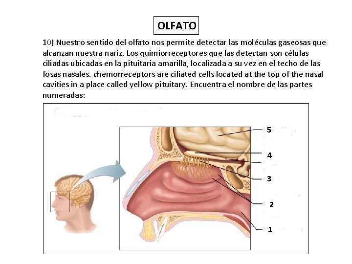 OLFATO 10) Nuestro sentido del olfato nos permite detectar las moléculas gaseosas que alcanzan