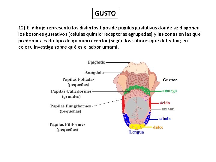 GUSTO 12) El dibujo representa los distintos tipos de papilas gustativas donde se disponen