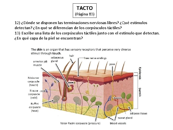 TACTO (Página 83) 12) ¿Dónde se disponen las terminaciones nerviosas libres? ¿Qué estímulos detectan?