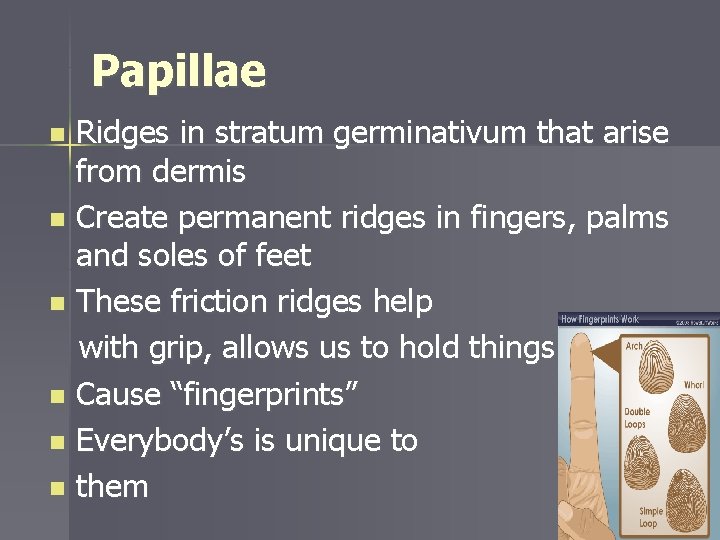 Papillae Ridges in stratum germinativum that arise from dermis n Create permanent ridges in