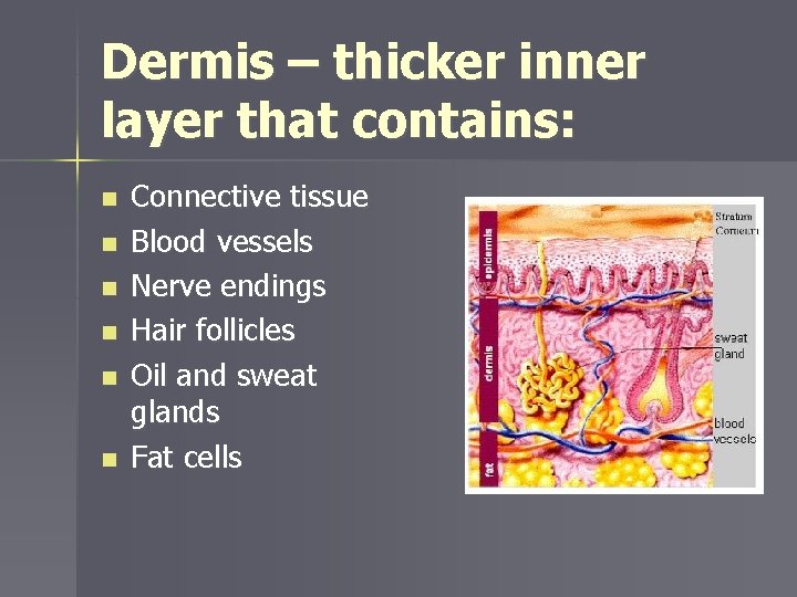 Dermis – thicker inner layer that contains: n n n Connective tissue Blood vessels