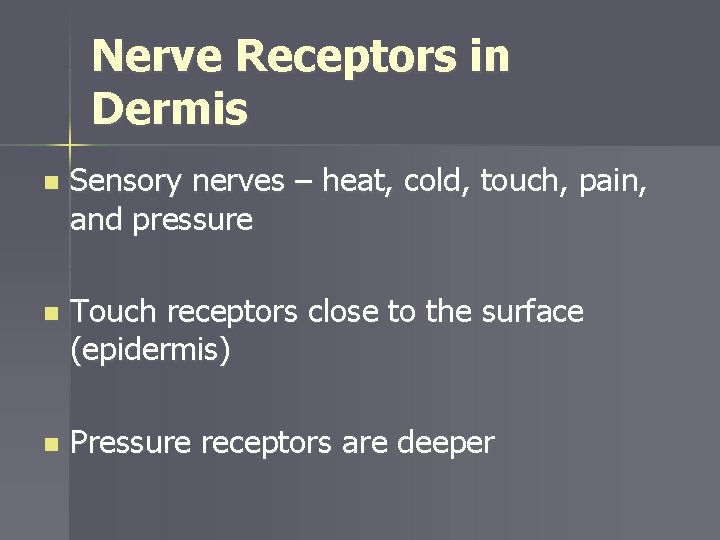 Nerve Receptors in Dermis n Sensory nerves – heat, cold, touch, pain, and pressure