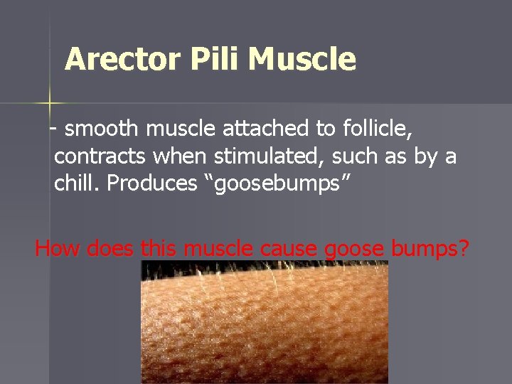 Arector Pili Muscle - smooth muscle attached to follicle, contracts when stimulated, such as