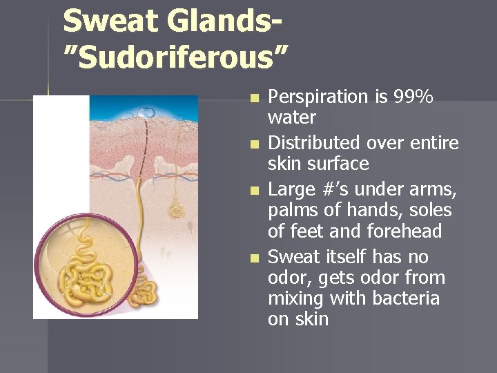 Sweat Glands”Sudoriferous” n n Perspiration is 99% water Distributed over entire skin surface Large