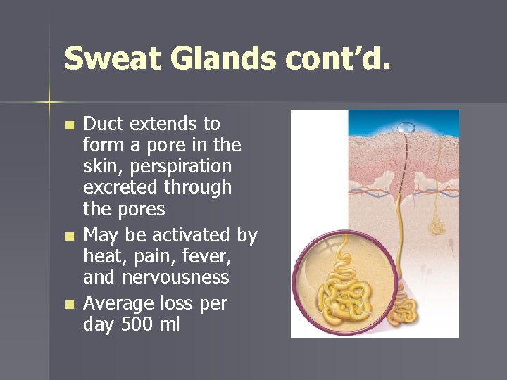 Sweat Glands cont’d. n n n Duct extends to form a pore in the