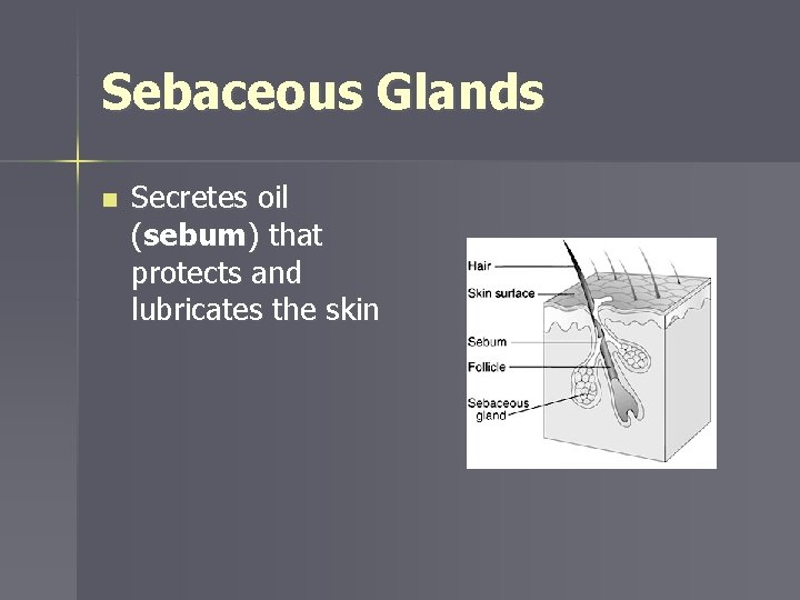 Sebaceous Glands n Secretes oil (sebum) that protects and lubricates the skin 