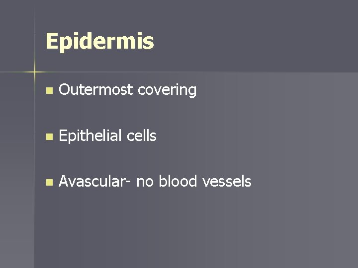 Epidermis n Outermost covering n Epithelial cells n Avascular- no blood vessels 