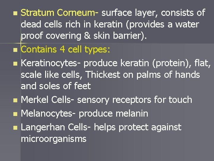 Stratum Corneum- surface layer, consists of dead cells rich in keratin (provides a water