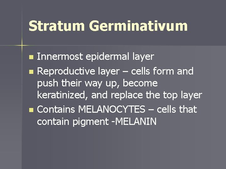 Stratum Germinativum Innermost epidermal layer n Reproductive layer – cells form and push their