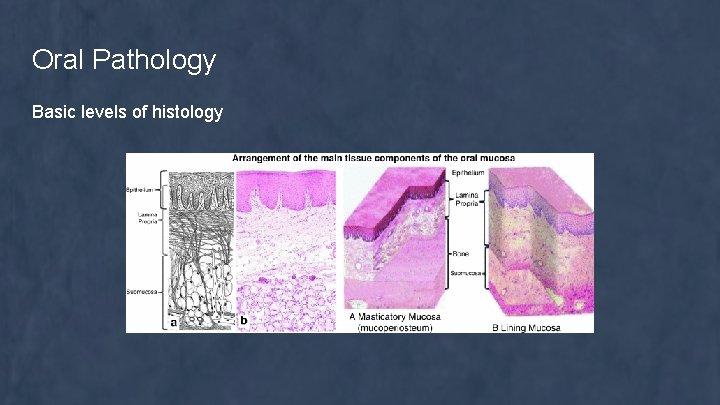 Oral Pathology Basic levels of histology 