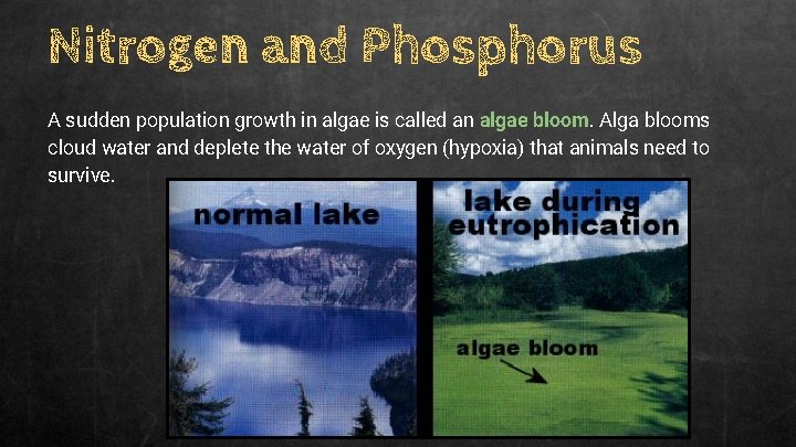 Nitrogen and Phosphorus A sudden population growth in algae is called an algae bloom.
