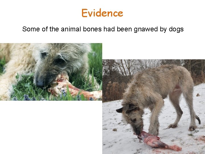 Evidence Some of the animal bones had been gnawed by dogs 