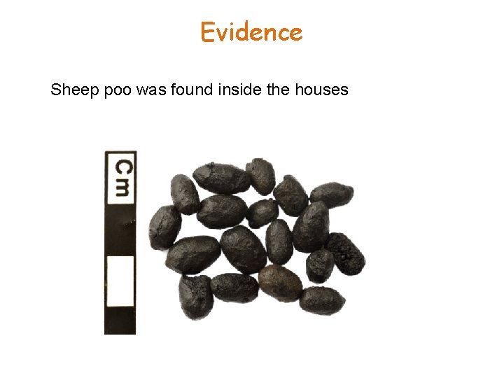 Evidence Sheep poo was found inside the houses 