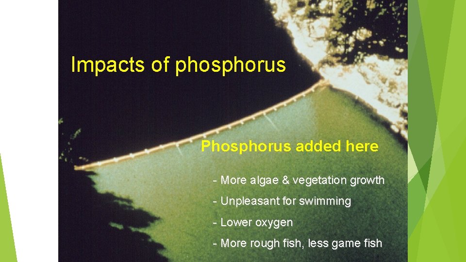 Impacts of phosphorus Phosphorus added here - More algae & vegetation growth - Unpleasant