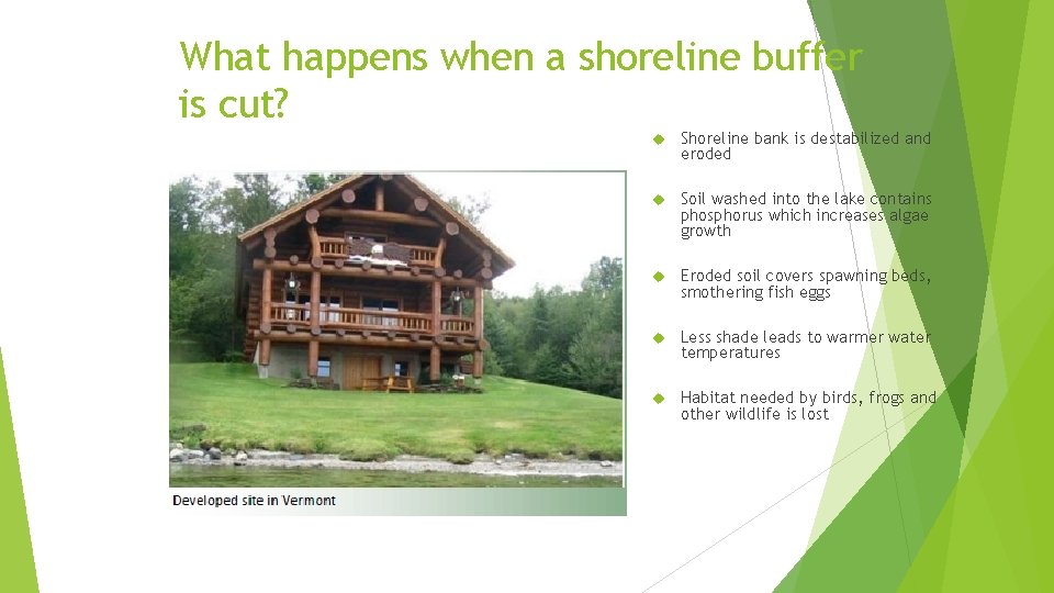 What happens when a shoreline buffer is cut? Shoreline bank is destabilized and eroded