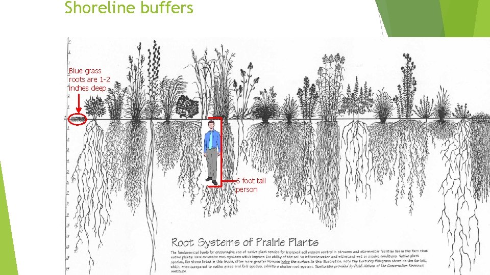 Shoreline buffers Blue grass roots are 1 -2 Blue deep grass inches 35 roots
