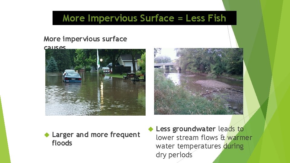 More Impervious Surface = Less Fish More impervious surface causes Larger and more frequent