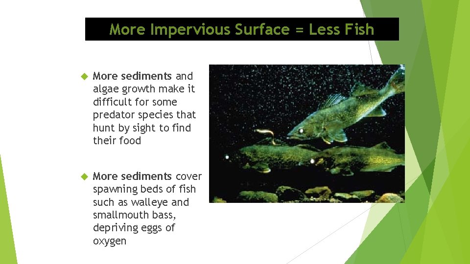 More Impervious Surface = Less Fish More sediments and algae growth make it difficult