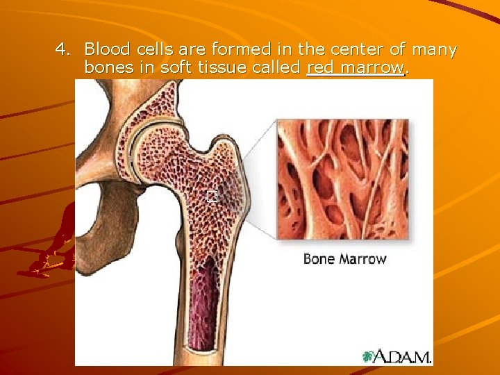 4. Blood cells are formed in the center of many bones in soft tissue