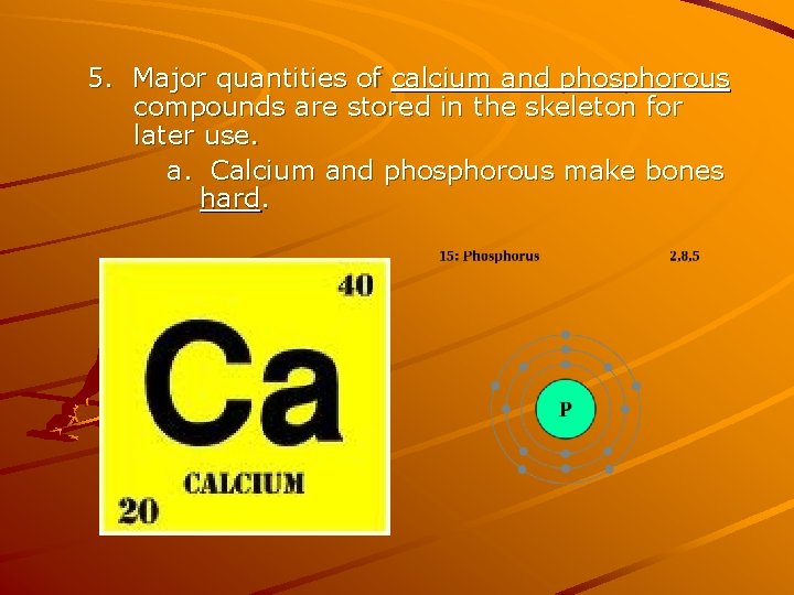 5. Major quantities of calcium and phosphorous compounds are stored in the skeleton for