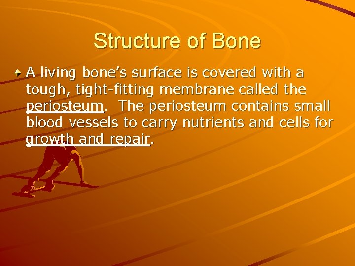 Structure of Bone A living bone’s surface is covered with a tough, tight-fitting membrane