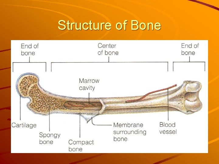 Structure of Bone 