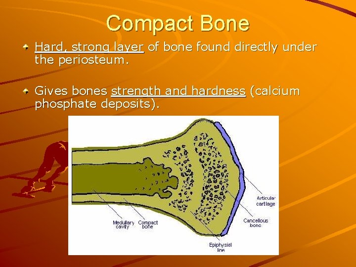 Compact Bone Hard, strong layer of bone found directly under the periosteum. Gives bones