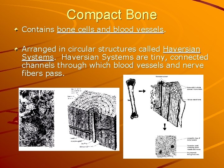 Compact Bone Contains bone cells and blood vessels. Arranged in circular structures called Haversian