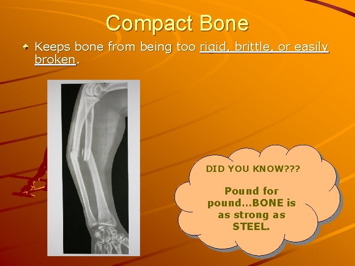Compact Bone Keeps bone from being too rigid, brittle, or easily broken. DID YOU