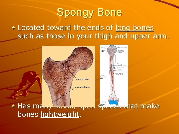 Spongy Bone Located toward the ends of long bones such as those in your