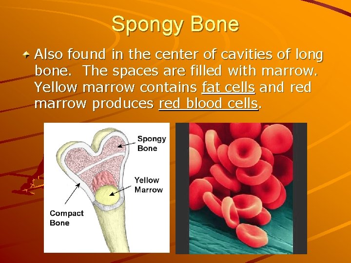 Spongy Bone Also found in the center of cavities of long bone. The spaces