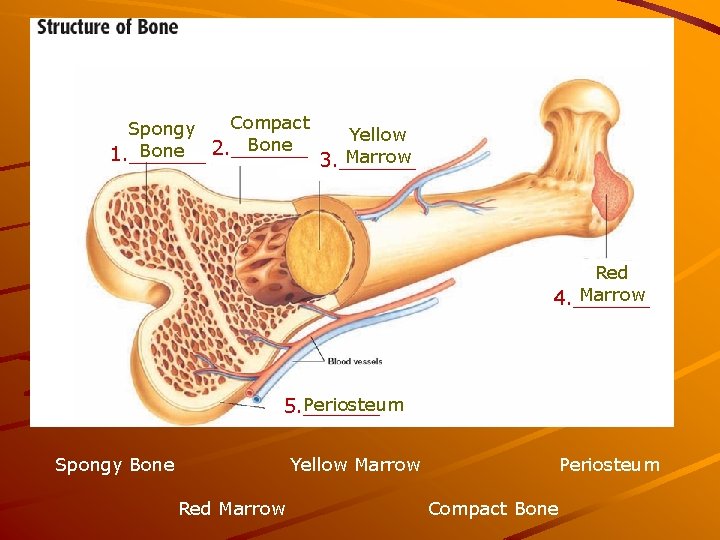 Compact Spongy Bone 2. ______ 1. ______ Yellow Marrow 3. ______ Red Marrow 4.