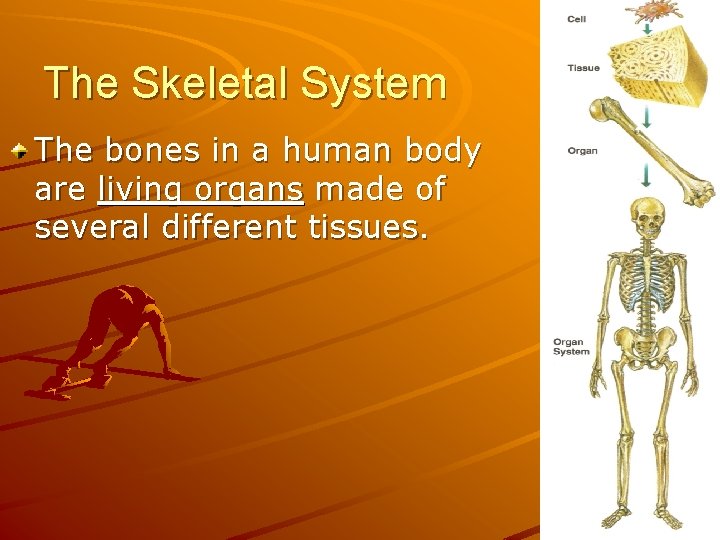 The Skeletal System The bones in a human body are living organs made of
