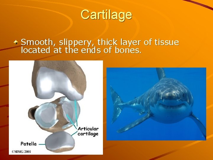 Cartilage Smooth, slippery, thick layer of tissue located at the ends of bones. 