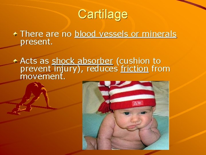 Cartilage There are no blood vessels or minerals present. Acts as shock absorber (cushion