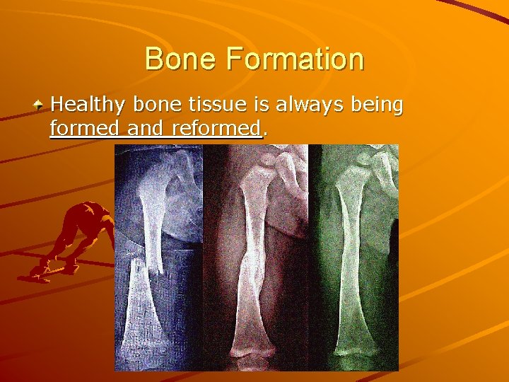 Bone Formation Healthy bone tissue is always being formed and reformed. 