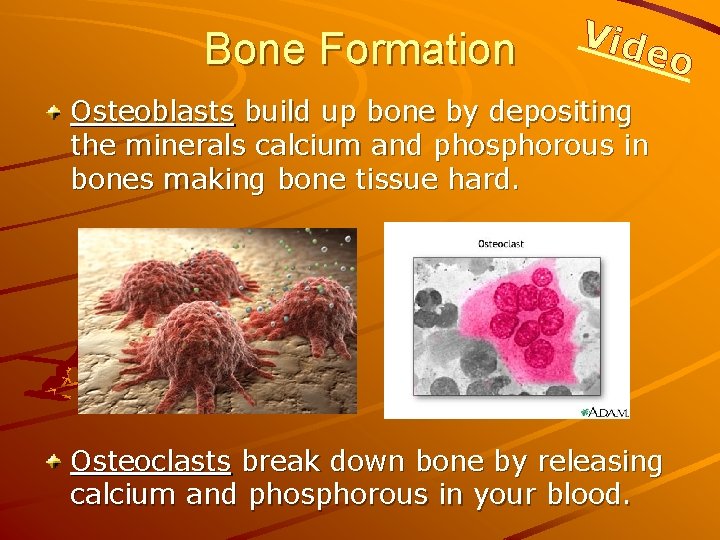 Bone Formation Vid eo Osteoblasts build up bone by depositing the minerals calcium and