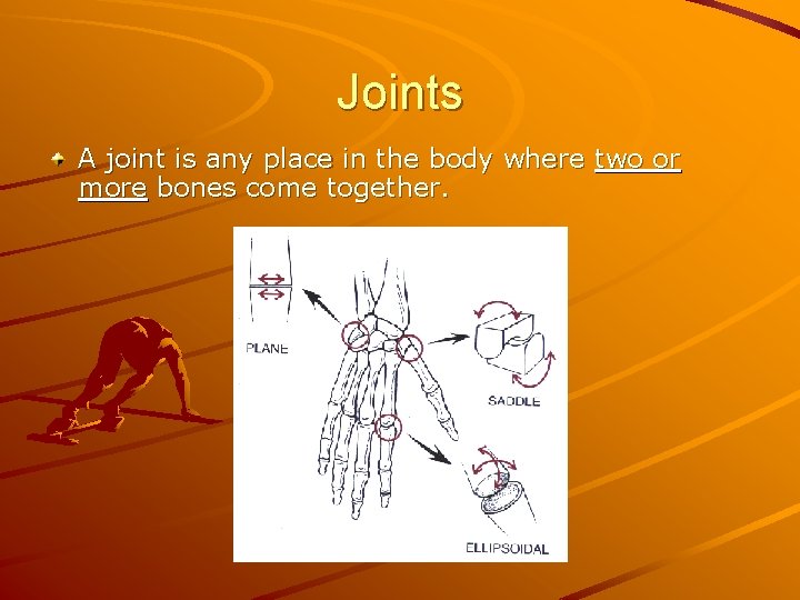 Joints A joint is any place in the body where two or more bones