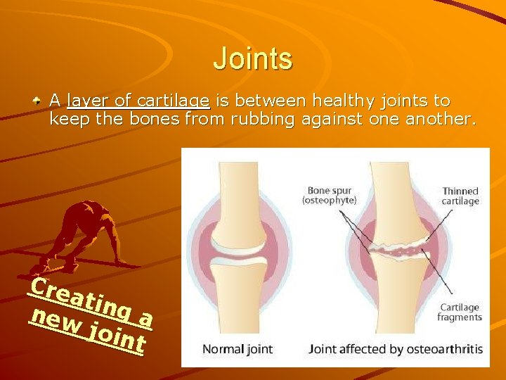 Joints A layer of cartilage is between healthy joints to keep the bones from