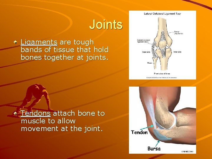 Joints Ligaments are tough bands of tissue that hold bones together at joints. Tendons
