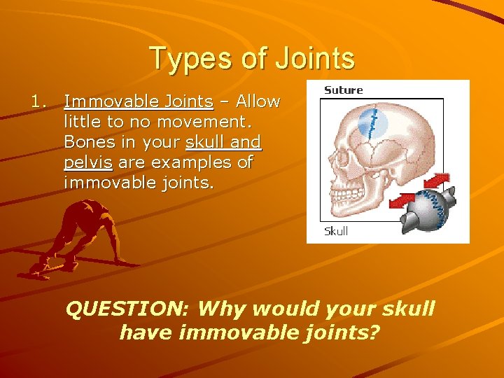 Types of Joints 1. Immovable Joints – Allow little to no movement. Bones in