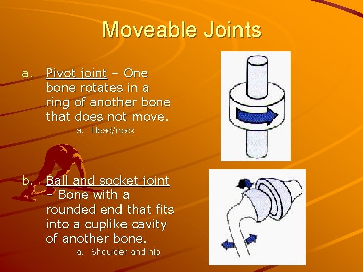 Moveable Joints a. Pivot joint – One bone rotates in a ring of another