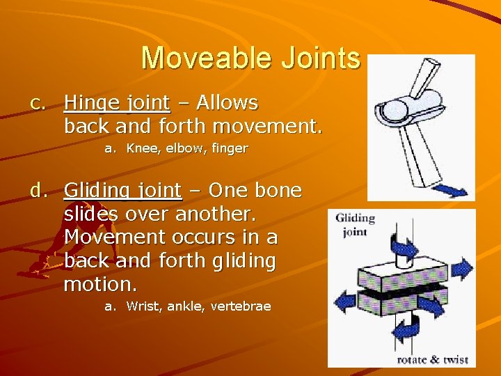 Moveable Joints c. Hinge joint – Allows back and forth movement. a. Knee, elbow,