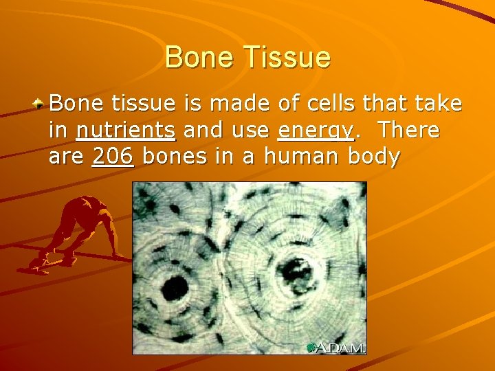 Bone Tissue Bone tissue is made of cells that take in nutrients and use