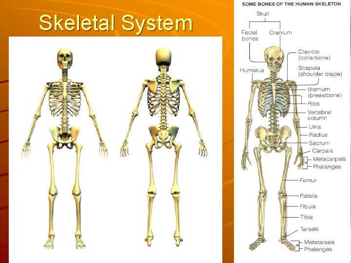 Skeletal System 