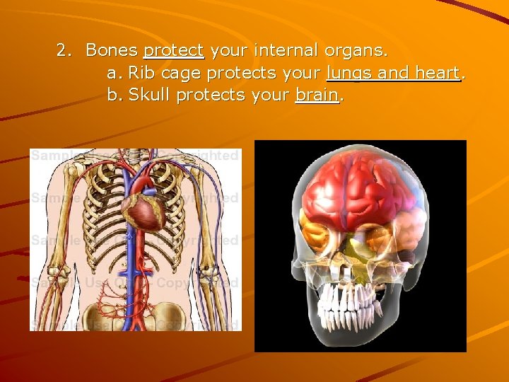 2. Bones protect your internal organs. a. Rib cage protects your lungs and heart.
