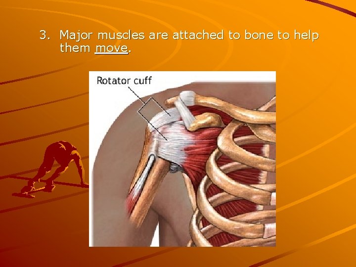 3. Major muscles are attached to bone to help them move. 